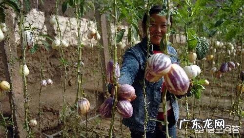 人参果有什么营养价值?糖尿病人能吃吗?