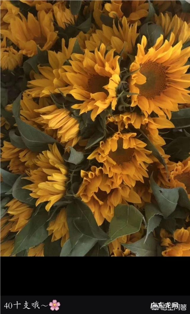 在深圳,去哪可以买到便宜的鲜花?