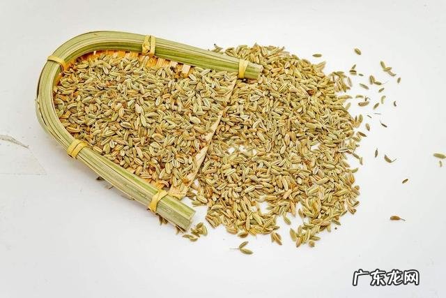 小茴香有哪些形态特征和功效?