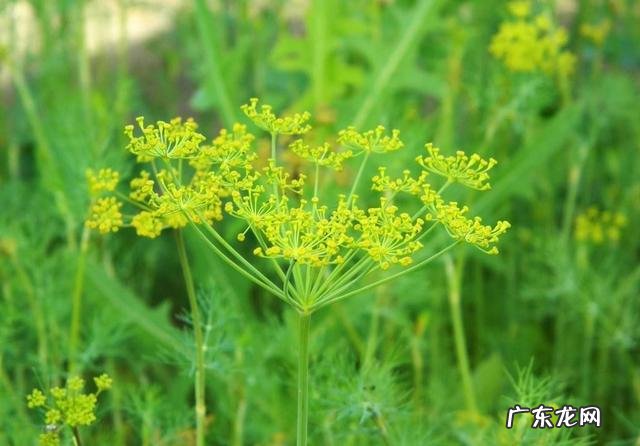 小茴香有哪些形态特征和功效?