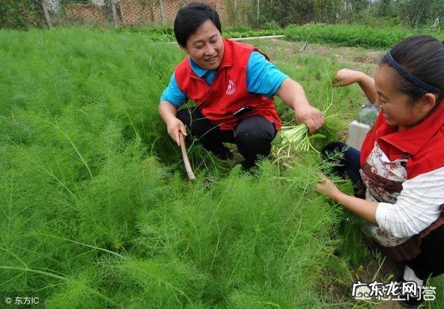 小茴香有哪些形态特征和功效?