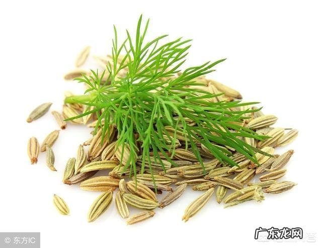 小茴香有哪些形态特征和功效?