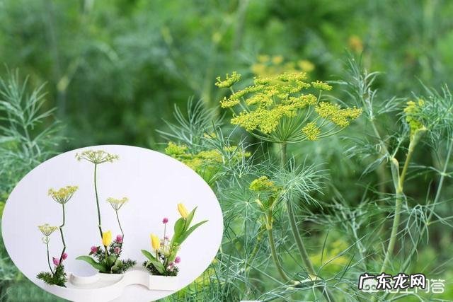 小茴香有哪些形态特征和功效?