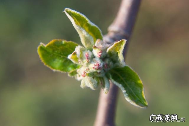 苹果花在0度会不会冻?