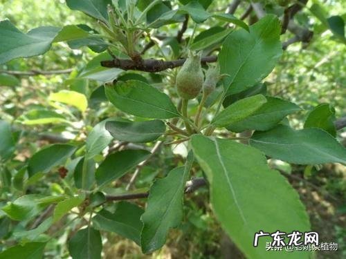 苹果花在0度会不会冻?