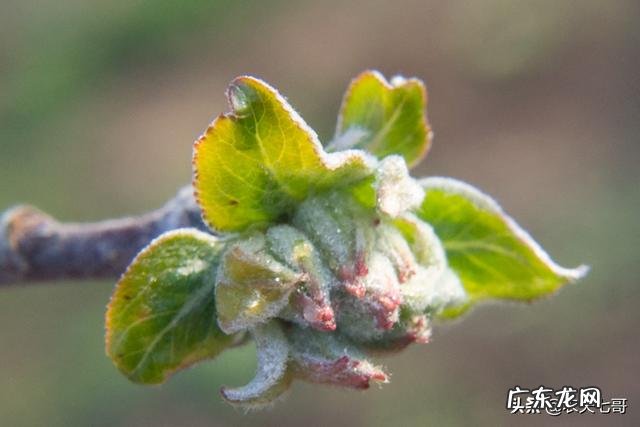 苹果花在0度会不会冻?