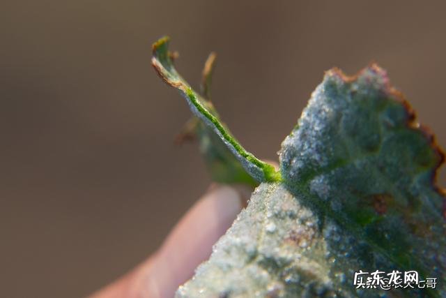 苹果花在0度会不会冻?