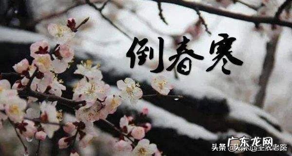 苹果花在0度会不会冻?