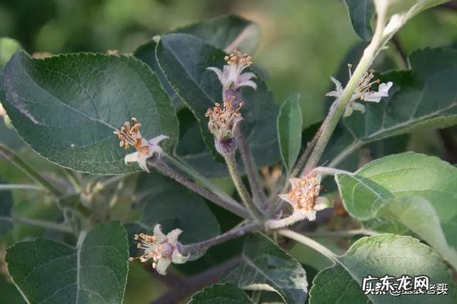 苹果花在0度会不会冻?