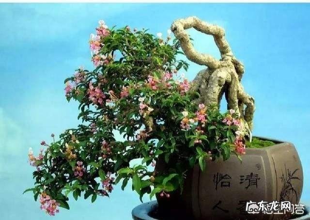 野樱桃古树桩适合做盆景素材吗?