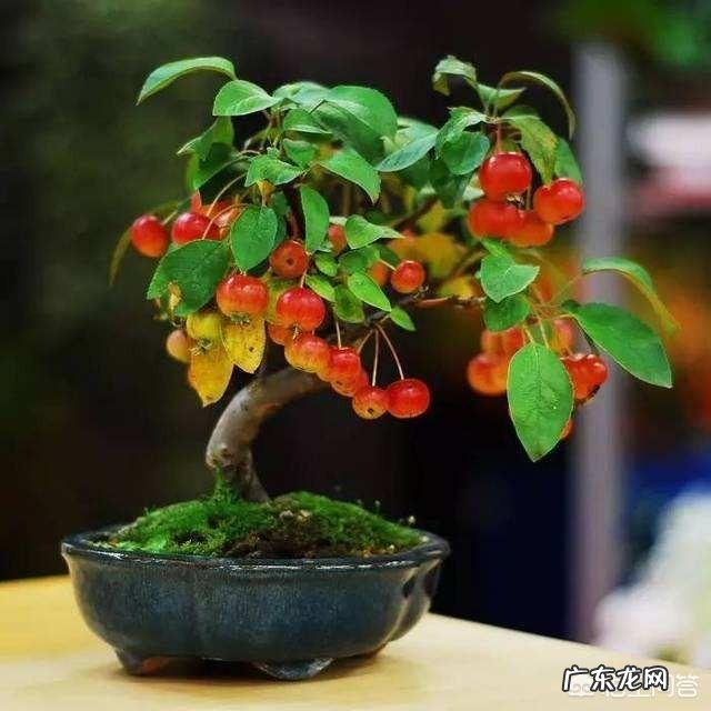 野樱桃古树桩适合做盆景素材吗?