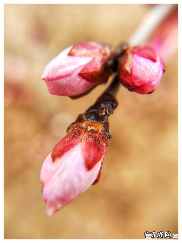 现在10后的孩子,是右脑发达,还是左脑发达?