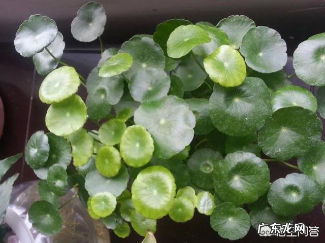 什么时候养铜钱草比较好？为什么？