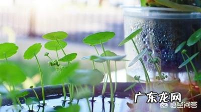 什么时候养铜钱草比较好？为什么？