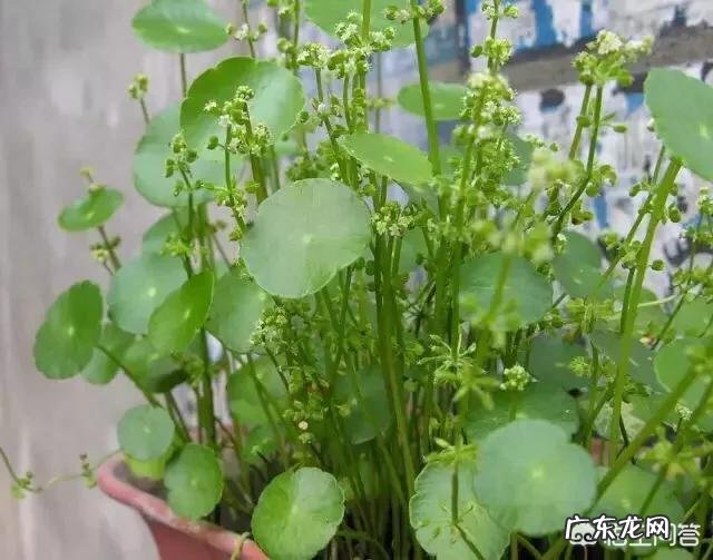 什么时候养铜钱草比较好?为什么?