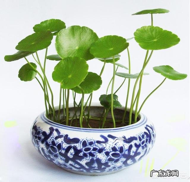 什么时候养铜钱草比较好?为什么?