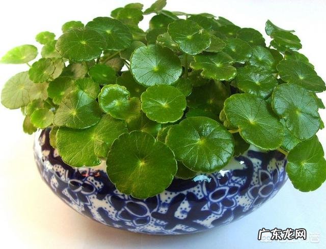 什么时候养铜钱草比较好?为什么?