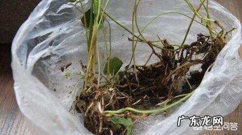 什么时候养铜钱草比较好?为什么?