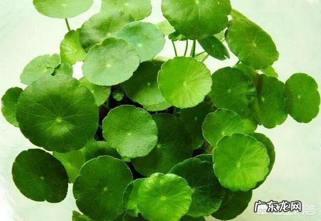 什么时候养铜钱草比较好？为什么？