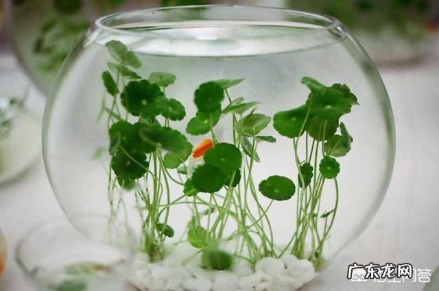 什么时候养铜钱草比较好?为什么?