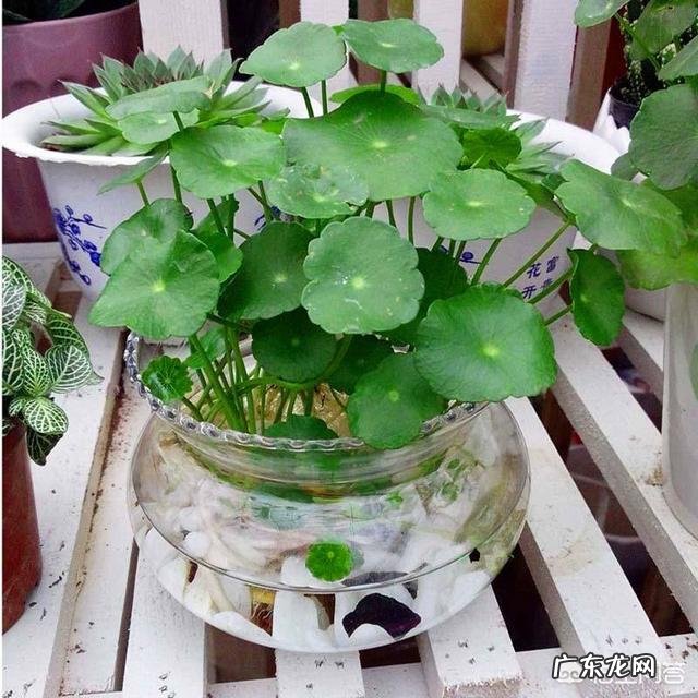 什么时候养铜钱草比较好?为什么?