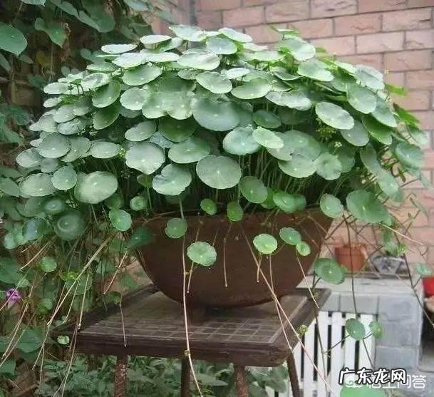 什么时候养铜钱草比较好?为什么?