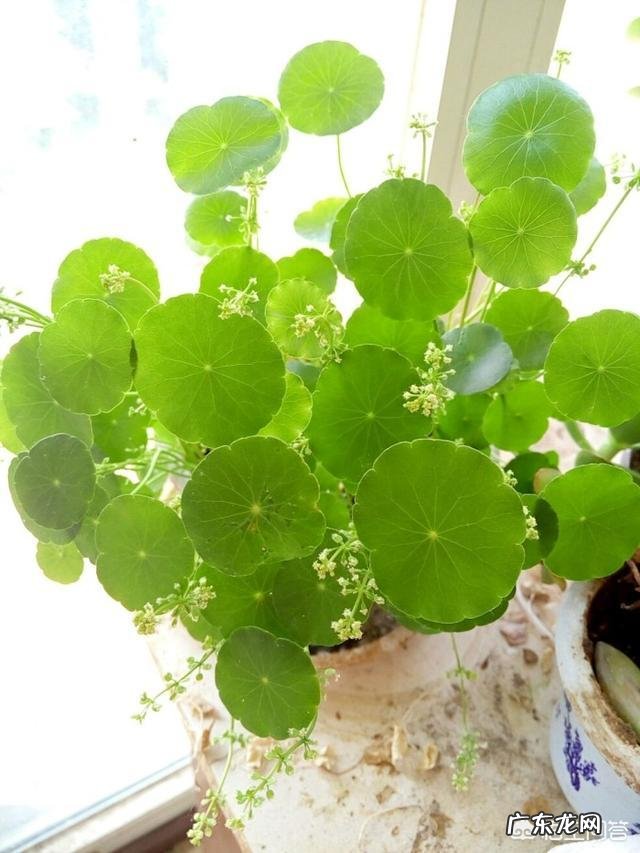 什么时候养铜钱草比较好？为什么？