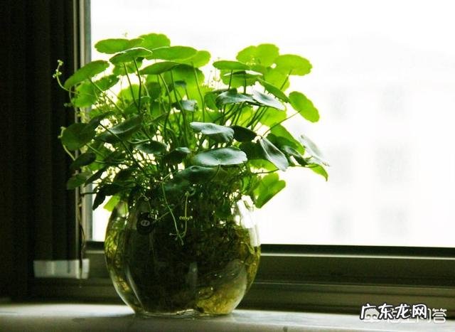 什么时候养铜钱草比较好?为什么?