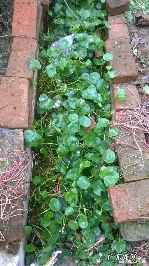 什么时候养铜钱草比较好?为什么?