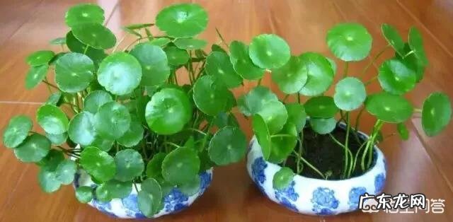 什么时候养铜钱草比较好?为什么?