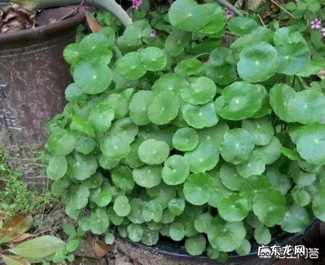 什么时候养铜钱草比较好?为什么?