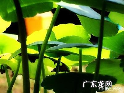 什么时候养铜钱草比较好？为什么？