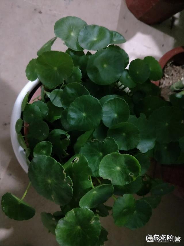 什么时候养铜钱草比较好?为什么?