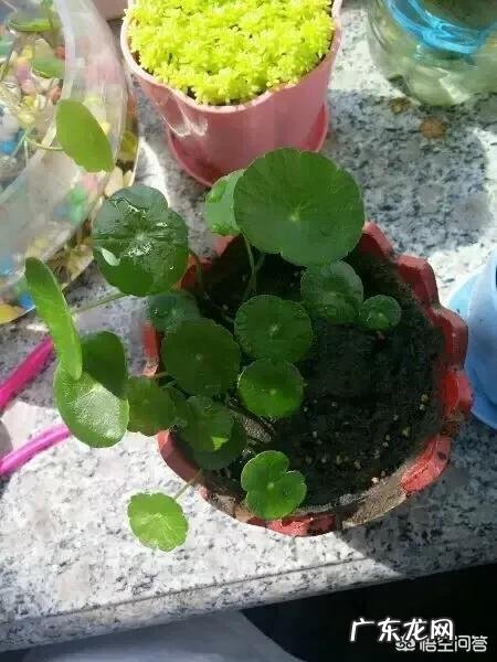 什么时候养铜钱草比较好?为什么?