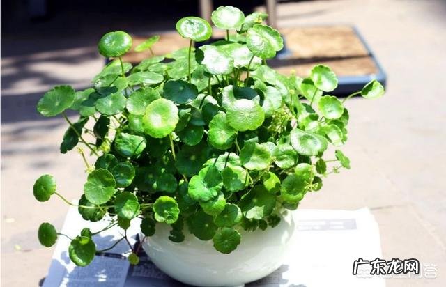 什么时候养铜钱草比较好?为什么?
