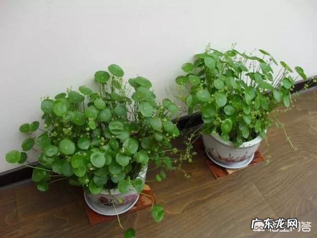 什么时候养铜钱草比较好？为什么？