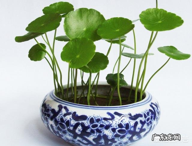 什么时候养铜钱草比较好?为什么?