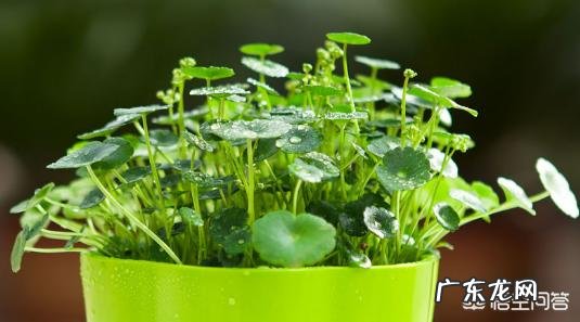 什么时候养铜钱草比较好?为什么?