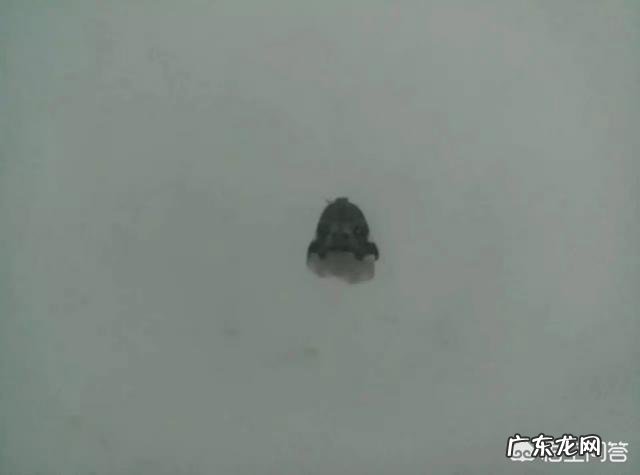 世界上有哪些长得恐怖的生物？