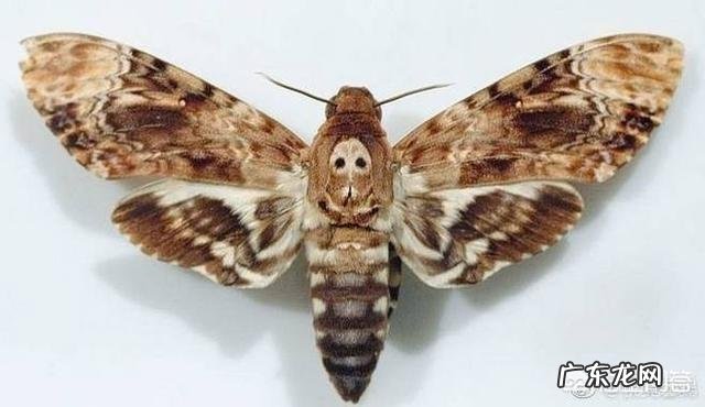 世界上有哪些长得恐怖的生物？