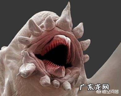 世界上有哪些长得恐怖的生物？