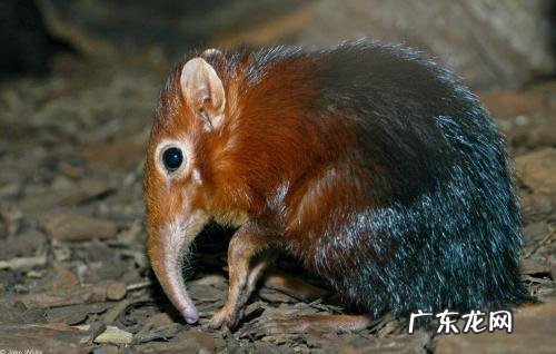 世界上有哪些长得恐怖的生物？