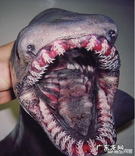 世界上有哪些长得恐怖的生物？