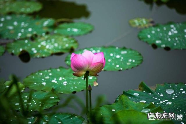 梅雨季节来临,梅雨对农业生产上是利大于弊,还是弊大于利?