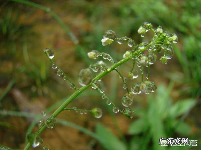 梅雨季节来临,梅雨对农业生产上是利大于弊,还是弊大于利?