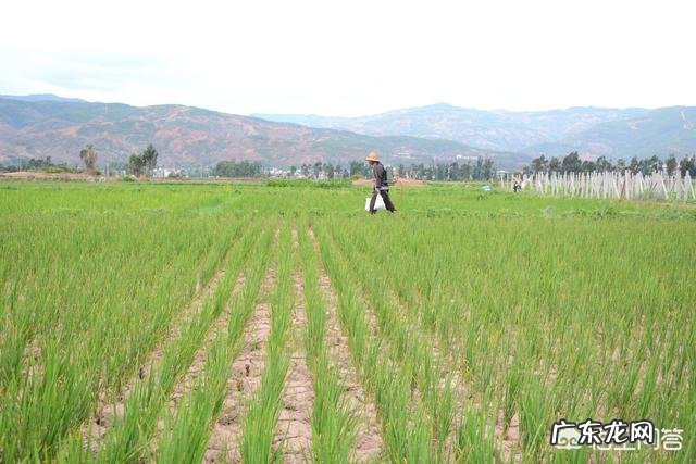 梅雨季节来临,梅雨对农业生产上是利大于弊,还是弊大于利?