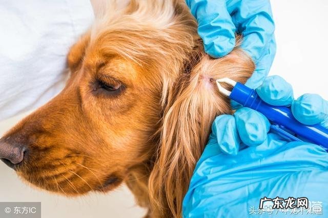 为什么狗狗身上会长蜱虫？该怎么去掉？