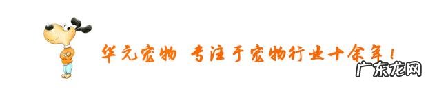 为什么狗狗身上会长蜱虫?该怎么去掉?