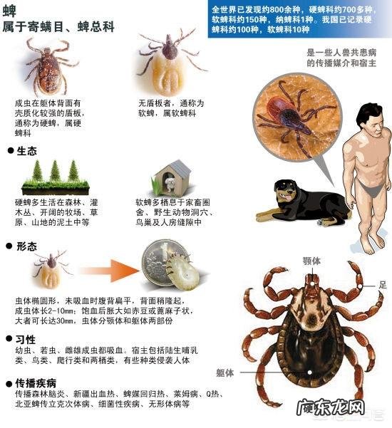 为什么狗狗身上会长蜱虫?该怎么去掉?