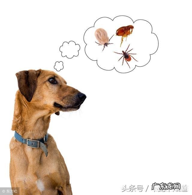 为什么狗狗身上会长蜱虫？该怎么去掉？